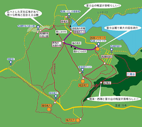 aokigahara forest map
