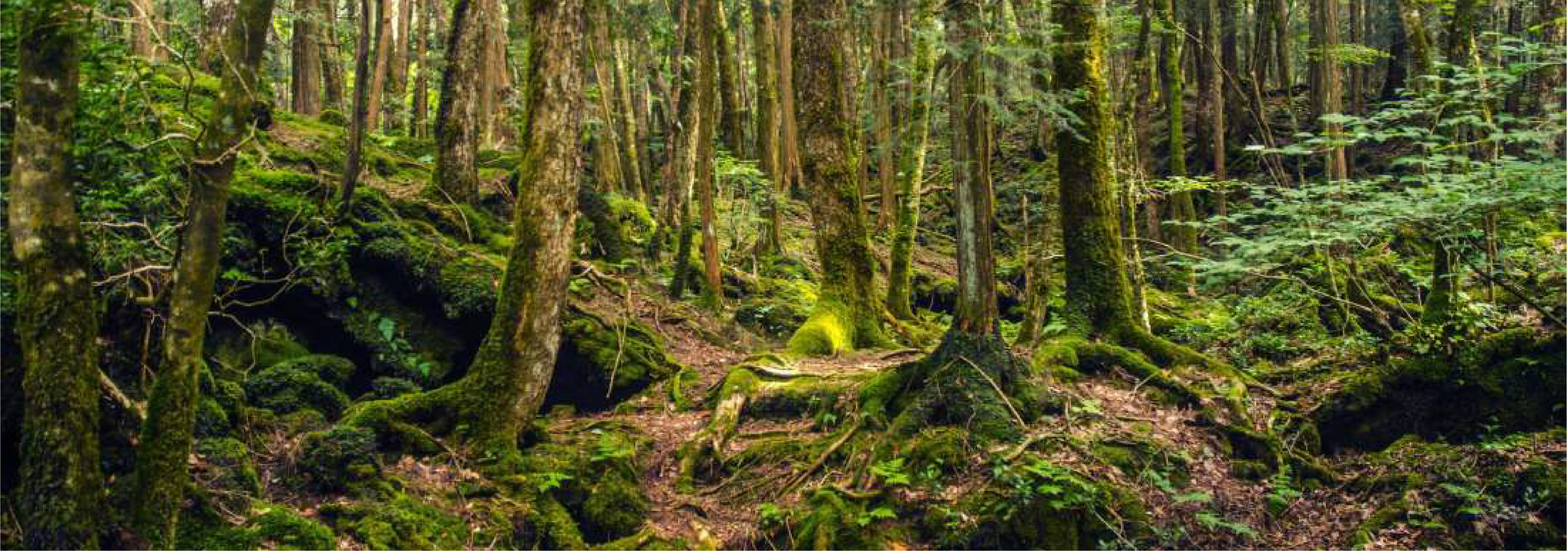 Calm Forest